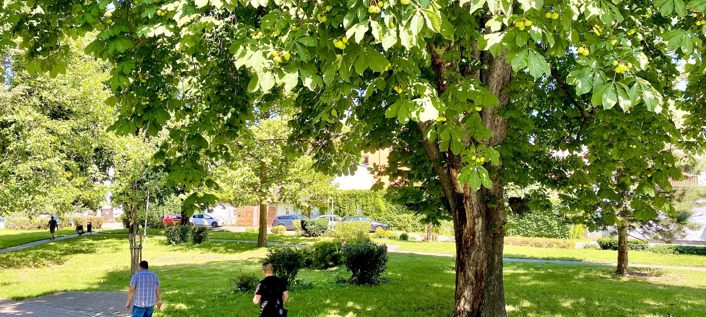 Konzultujeme revitalizaci parku za Hodoňankou